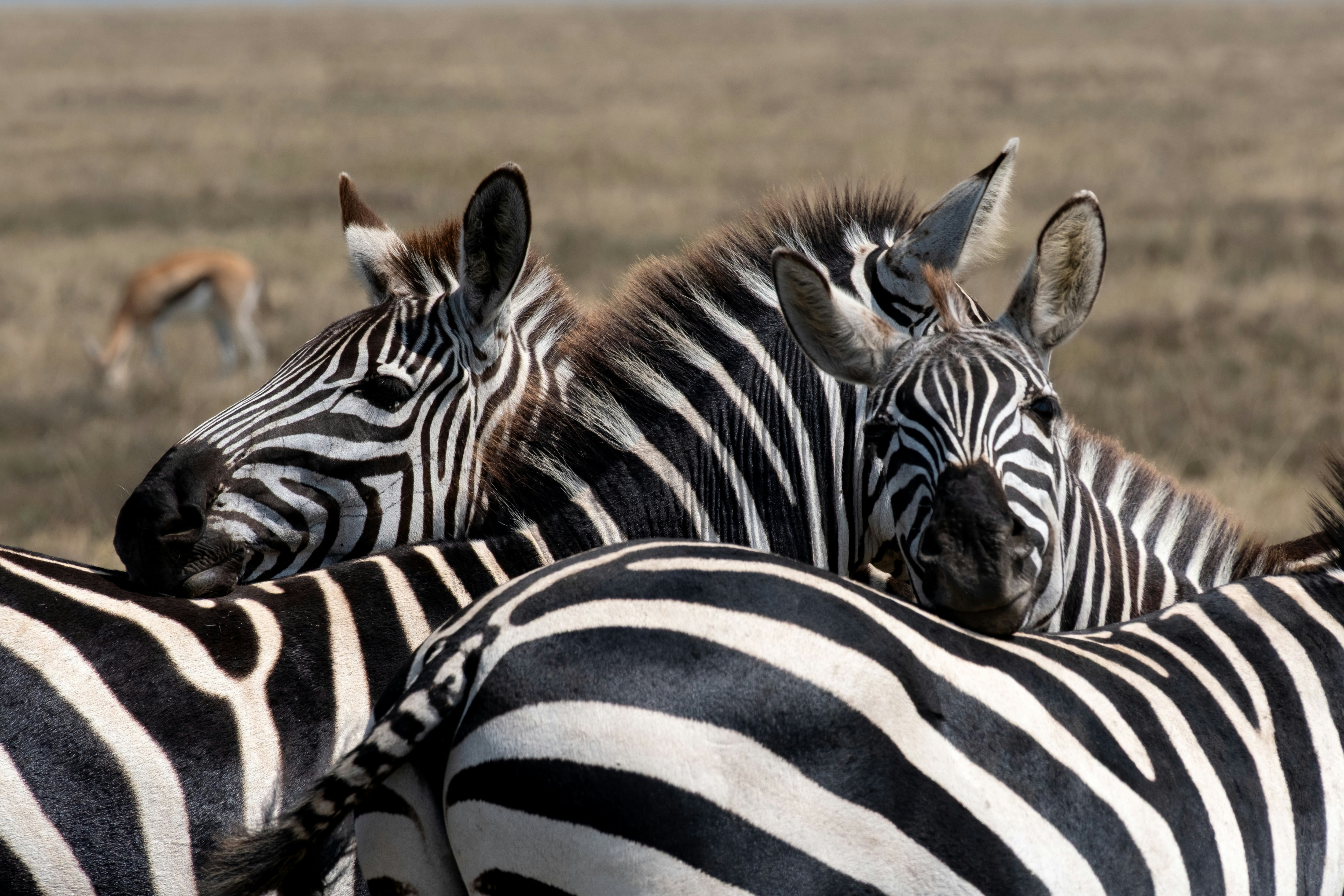 Ngorongoro Crater Safari Tanzania
